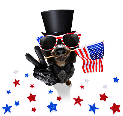 포토 JPG 해외이미지 동물 배너 행복 별 백그라운드 손가락 휴가 사람없음 파란색 반려동물 선글라스 축제 미국 자유 축하 깃발 4 유머 개 선거 닥스훈트 심볼 전쟁 영웅 기념물 모집 애국심 명예 7월 고립 독립 독립기념일 무료 전국 해외포토 자연요소 손 기념일 감정 안경 컬러 컨셉 북아메리카 포유류 숫자 날짜 민주주의 파일형식 이미지허브