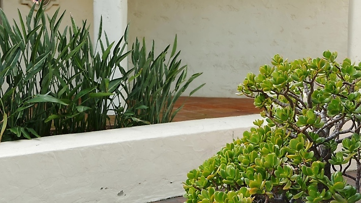 포토 JPG 해외이미지 식물 백그라운드 단풍 꽃무늬 사람없음 건물 초록색 뷰티 마을 미국 성장 농촌 시골 신선 스페인 지중해 민트 허브 올리브 원예 식물원 캘리포니아 교외 스페인어 영원 스타일 카피스페이스 해외포토 건축물 열매 꽃 유럽 바다 컬러 잎 북아메리카 무늬 취미 공백 파일형식 이미지허브