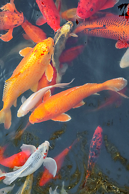 포토 JPG 해외이미지 동물 호수 오렌지 자연 어류 사람없음 빨간색 물 컬러풀 노란색 일본 수중 수영 흰색 연못 황금 금붕어 수족관 잉어 수유 해외포토 자연요소 아시아 컬러 과일 수중동물 수상스포츠 생태계 파일형식 이미지허브