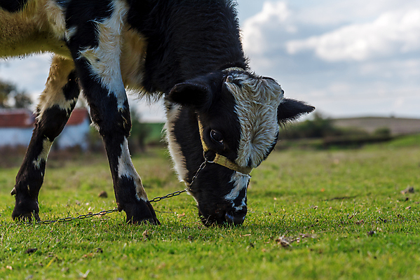 포토 JPG 해외이미지 동물 1 응시 밭 농업 포유류 자연 하늘 건강 서기 풍경 잔디 사람없음 야외 초록색 여름 파란색 농장 농경지 머리 걷기 환경 목장 소고기 우유 시골 소 군중 먹이 방목 땅 먹기 코 내추럴 밭일 찰과상 해외포토 식물 시선 계절 산업 컬러 모션 유제품 육류 사람 신체부위 축산업 상처 생태계 파일형식 이미지허브