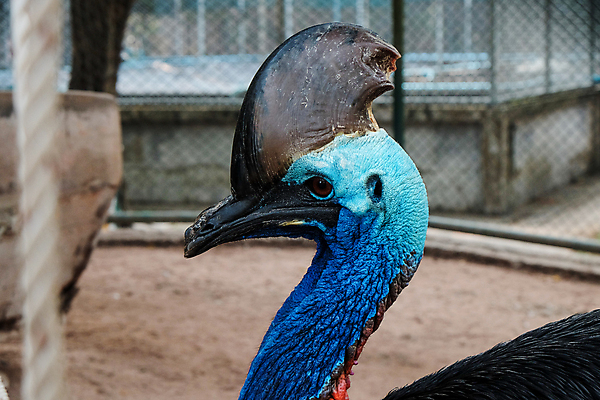 포토 JPG 해외이미지 동물 야생동물 백그라운드 자연 조류 동물원 사람없음 빨간색 초록색 파란색 반려동물 컬러풀 머리 검은색 닫기 호주 공작 숲 열대우림 피부 깃털 부리 앵무새 북쪽 선사시대 내추럴 고립 이국적 혼자 해외포토 컬러 모션 신체부위 역사 오세아니아 방향 생태계 파일형식 이미지허브