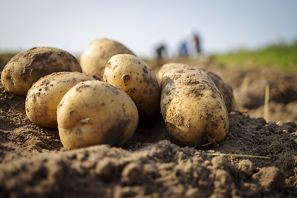 포토 JPG 해외이미지 주간 감자 사람없음 야외 아웃포커스 농작물 흙 감자밭 해외포토 자연요소 밭 농업 채소 촬영기법 파일형식 이미지허브