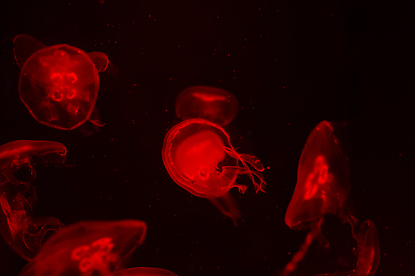 포토 JPG 해외이미지 여러마리 사람없음 빨간색 바닷속 수중동물 자포동물 해파리 해외포토 동물 컬러 다수 수중 파일형식 이미지허브