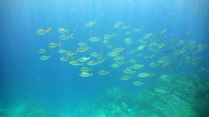 포토 JPG 해외이미지 야생동물 바다 자연 어류 사람없음 물 컬러풀 정원 바닷속 수중 다이빙 암초 석호 깊이 이국적 해외포토 자연요소 동물 컬러 수영 수중동물 생태계 수중스포츠 파일형식 이미지허브