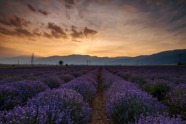 포토 JPG 해외이미지 나무 하늘 사람없음 야외 뷰티 보라색 라벤더 강렬 수평선 해외포토 식물 꽃 컬러 허브 파일형식 이미지허브