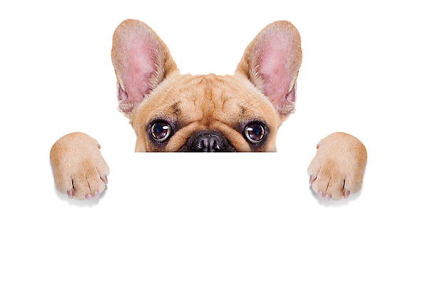 포토 JPG 해외이미지 동물 배너 포스터 종이 백그라운드 프레임 사람없음 반려동물 우주 공백 방 흰색 잡기 판넬 신용카드 유머 개 강아지 작음 즐거움 사인 불독 송곳니 숨김 판지 프랑스어 고립 바보 아기사슴 카피스페이스 해외포토 문자 감정 새끼 컬러 컨셉 포유류 모션 사슴 금융 치아 크기 파일형식 이미지허브