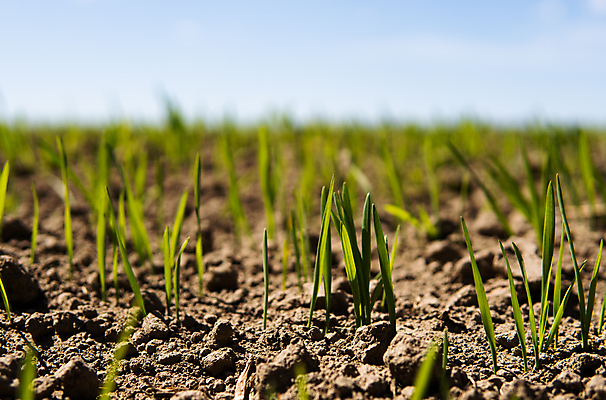 포토 JPG 해외이미지 식물 계절 음식 백그라운드 잎 밭 농업 자연 하늘 새로움 건강 씨앗 사람없음 초록색 농작물 햇빛 농장 농경지 새싹 환경 흙 봄 성장 시골 신선 낟알 땅 시리얼 밀 유기농 보리 먼지 내추럴 모종 밭일 줄서기 호밀 세련 귀리 해외포토 웰빙 산업 컬러 컨셉 모션 곡류 태양 생태계 파일형식 이미지허브