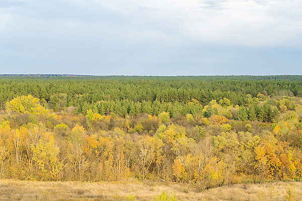 포토 JPG 해외이미지 나무 식물 여행 백그라운드 자연 하늘 사람없음 초록색 파란색 빛 컬러풀 햇빛 태양 뷰티 일출 황혼 새벽 산책 안개 시골 황금 저녁 숲 오솔길 땅 천국 내추럴 방법 밭일 생태학 해외포토 자연요소 교육 길 컬러 날씨 휴식 노을 일몰 야간 생태계 파일형식 이미지허브