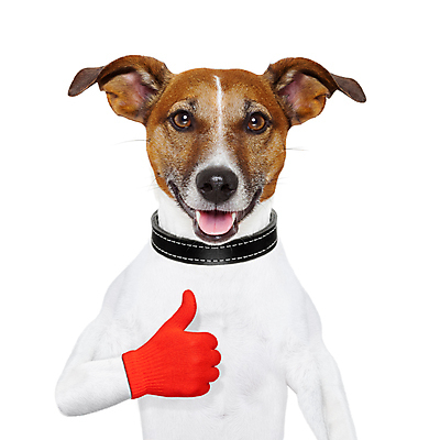 포토 JPG 해외이미지 동물 손 행복 백그라운드 손가락 성공 사람없음 파란색 반려동물 꼬리표 믿음 주먹 엄지손가락 흰색 최고 유머 선택 개 OK 큼 투표 테리어 심볼 확인 만족 커뮤니티 송곳니 고립 동의 승인 우수 해외포토 감정 컬러 컨셉 포유류 모션 손짓 신체부위 라벨 치아 크기 선거 절기 파일형식 이미지허브