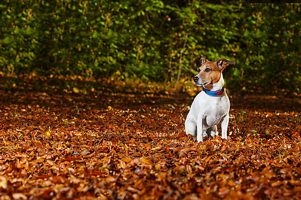 포토 JPG 해외이미지 동물 백그라운드 잎 겨울 휴가 주택 사랑 사람없음 반려동물 달리기 갈색 가을 좌절 개 강아지 고독 떨어짐 테리어 왼쪽 버리기 송곳니 거지 노숙자 무료 입양 헬프 혼자 자선단체 해외포토 식물 계절 감정 컬러 컨셉 포유류 모션 건물 도움 그룹 치아 방향 자선 파일형식 이미지허브