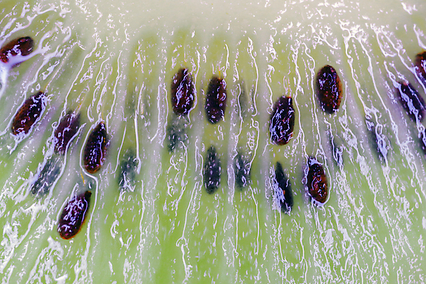 포토 JPG 해외이미지 꽃 음식 과일 자연 유리 추상 키위 사람없음 초록색 물 여름 파란색 봄 젖음 흰색 물방울 신선 닫기 떨어짐 백합 질감 해외포토 자연요소 식물 계절 컬러 컨셉 무늬 모션 재질 생태계 파일형식 이미지허브