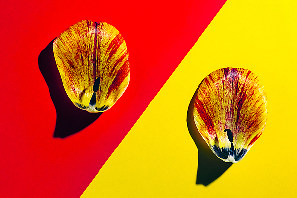 포토 JPG 해외이미지 식물 기념일 꽃잎 꽃 결혼 백그라운드 잎 꽃무늬 패턴 자연 추상 선물 사람없음 장식 가로 컬러풀 뷰티 보라색 축제 봄 벚꽃 축하 인사 신선 생일 그룹 변화 우아함 혼합 큼 감사 심플 엽서 부드러움 구성 섞기 헤딩 많음 카피스페이스 해외포토 계절 감정 컬러 컨셉 무늬 이벤트 축구 공백 예절 감각 크기 편지 생태계 파일형식 이미지허브