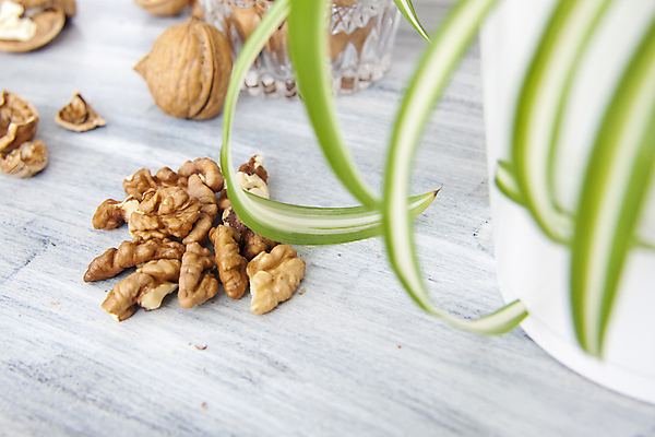 포토 JPG 해외이미지 화분 잎 단면 건조 사람없음 껍질 낟알 알맹이 나무바닥 호두 해외포토 식물 바닥 견과류 파일형식 이미지허브