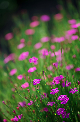 포토 JPG 해외이미지 잎 사람없음 아웃포커스 뷰티 패랭이꽃 해외포토 식물 꽃 촬영기법 파일형식 이미지허브
