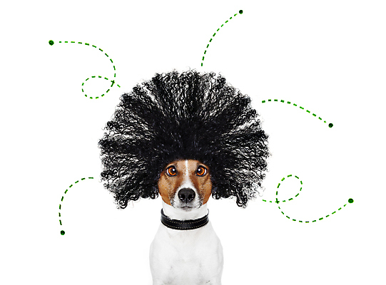 포토 JPG 해외이미지 동물 얼굴 곤충 놀이 털 건강 앉기 사람없음 반려동물 머리 우정 기차 대접 잡기 최고 유머 개 달콤 강아지 벌레 질병 피부 호기심 주인 수의사 기생충 알레르기 고립 어안 인내 해외포토 감정 육상교통 컨셉 포유류 의학 모션 대중교통 신체부위 친구 의사 바이러스 맛 파일형식 이미지허브