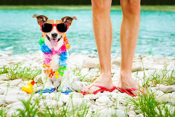 포토 JPG 해외이미지 동물 커플 공원 행복 바다 여행 휴가 휴식 함께함 사랑 앉기 사람없음 반려동물 강 선글라스 태양 여행객 맑음 우정 뜨거움 닫기 개 선탠 샌들 테리어 주인 해외포토 자연요소 공공시설 감정 안경 신발 컨셉 포유류 관계 모션 날씨 사람 친구 파일형식 이미지허브