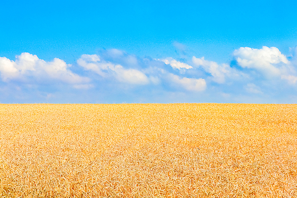 포토 JPG 해외이미지 식물 빵 밭 농업 자연 하늘 옥수수 사람없음 파란색 농작물 농장 노란색 수확 시골 황금 낟알 시리얼 밀 호밀 수평선 해외포토 산업 음식 컬러 곡류 생태계 파일형식 이미지허브