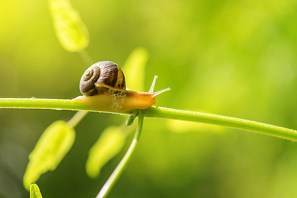 포토 JPG 해외이미지 동물 야생동물 백그라운드 잎 자연 벽지 아침 날씨 추상 생물 안테나 사람없음 야외 초록색 물 컬러풀 햇빛 뷰티 갈색 정원 맑음 일몰 활발 물방울 신선 벌레 빗방울 순수 생물학 느림 기어가기 해외포토 주간 자연요소 식물 교육 컬러 곤충 컨셉 무늬 통신 모션 태양 노을 비_날씨 생태계 파일형식 이미지허브