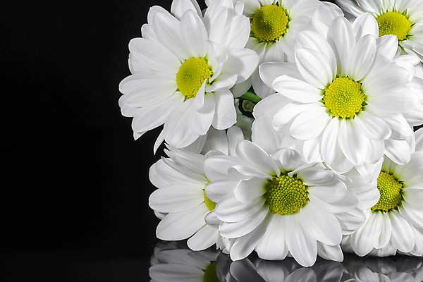 포토 JPG 해외이미지 식물 꽃잎 꽃 꽃다발 꽃무늬 자연 사람없음 초록색 뷰티 노란색 정원 봄 벚꽃 흰색 데이지 캐모마일 해외포토 계절 컬러 무늬 허브 생태계 파일형식 이미지허브