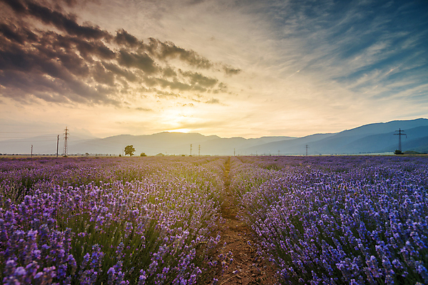 포토 JPG 해외이미지 나무 하늘 사람없음 야외 뷰티 보라색 라벤더 강렬 수평선 해외포토 식물 꽃 컬러 허브 파일형식 이미지허브