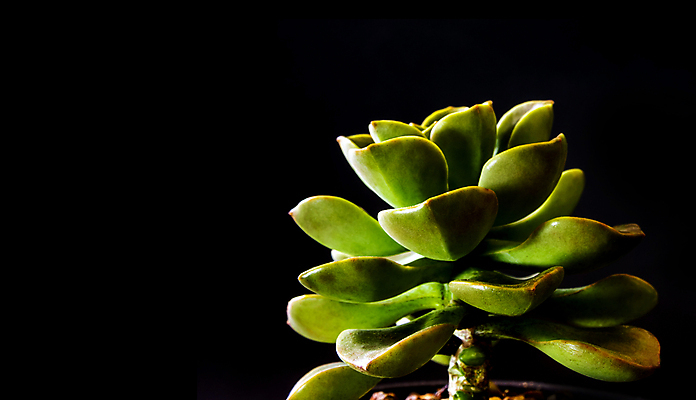 포토 JPG 해외이미지 식물 꽃 백그라운드 잎 자연 사람없음 장식 초록색 빛 정원 검은색 어둠 신선 질감 내추럴 해외포토 컬러 생태계 파일형식 이미지허브