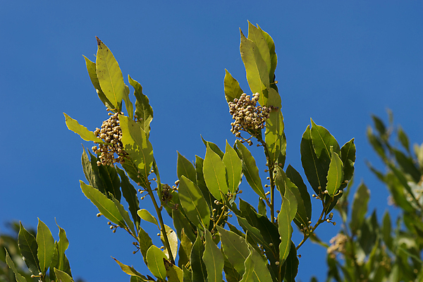 포토 JPG 해외이미지 식물 계절 백그라운드 잎 겨울 자연 하늘 사람없음 목재 파란색 나뭇가지 향신료 월계수 해외포토 나무 컬러 재료 생태계 향미료 파일형식 이미지허브