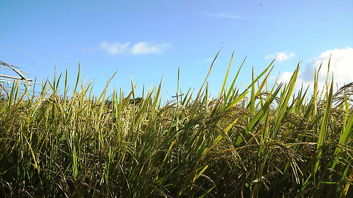 포토 JPG 해외이미지 식물 아시아 음식 잎 농업 자연 밥 씨앗 동양인 풍경 사람없음 야외 초록색 농작물 농장 농경지 수확 시골 신선 낟알 시리얼 논밭 밭일 숙성 해외포토 나라 산업 컬러 밭 논 인종 생태계 파일형식 이미지허브