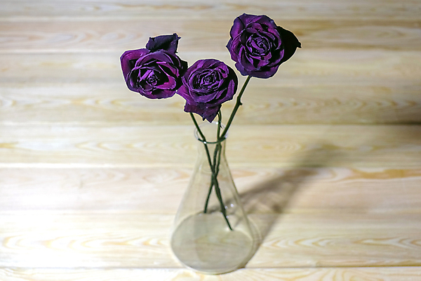 포토 JPG 해외이미지 꽃잎 꽃 분홍색 꽃다발 잎 꽃무늬 자연 유리 발렌타인데이 선물 사랑 사람없음 빨간색 초록색 뷰티 장미 꽃병 벚꽃 흰색 다발 고립 해외포토 식물 감정 컬러 무늬 데이이벤트 재질 생태계 파일형식 이미지허브