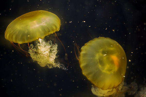 포토 JPG 해외이미지 두마리 사람없음 노란색 바닷속 수중동물 자포동물 해파리 해외포토 동물 컬러 2 수중 파일형식 이미지허브