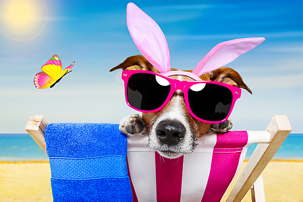 포토 JPG 해외이미지 동물 배너 행복 종이 분홍색 의자 텍스트 휴가 부활절 프레임 선물 사람없음 여름 반려동물 바구니 우주 계란 봄 공백 잡기 판넬 신용카드 발표 유머 개 강아지 테리어 옷입기 반죽 귀 해먹 판지 고립 카피스페이스 해외포토 계절 기념일 감정 컬러 가구 포유류 모션 신체부위 금융 알 침대 파일형식 이미지허브