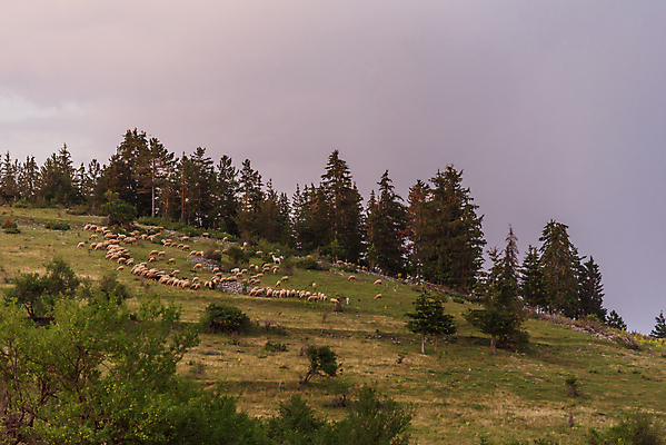 포토 JPG 해외이미지 동물 구름 직업 공원 유럽 호수 섬 여행 포유류 자연 휴식 잉글랜드 산 파노라마 풍경 사람없음 야외 초록색 농장 걷기 계곡 봄 트래킹 하이킹 흰색 양 지역 방문 아일랜드 양고기 흐림 양모 인기 전국 찰과상 해외포토 자연요소 계절 공공시설 나라 컬러 컨셉 농업 모션 레저 날씨 영국 촬영기법 육류 직물 상처 생태계 파일형식 이미지허브