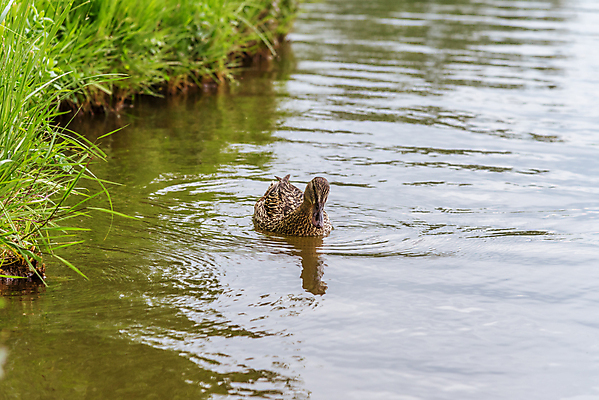 포토 JPG 해외이미지 동물 척추동물 1 남자 호수 야생동물 바다 자연 조류 오리 사람 사람없음 야외 초록색 물 농장 머리 환경 수영 가축 연못 깃털 싱글 부리 청둥오리 테마 해외포토 자연요소 컬러 농업 신체부위 수상스포츠 생태계 파일형식 이미지허브