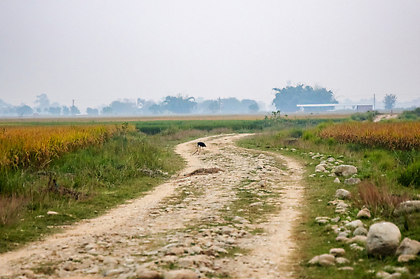 포토 JPG 해외이미지 나무 동물 야생동물 음식 백그라운드 파충류 자연 조류 털 사람없음 야외 검은색 흰색 뱀 위험 큼 먹이 먹기 사파리 깃털 부리 육식동물 거인 내추럴 기어가기 황새 해외포토 식물 컬러 컨셉 모션 크기 생태계 파일형식 이미지허브