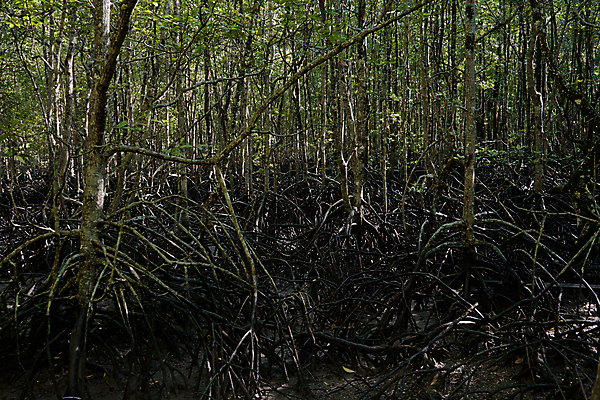 포토 JPG 해외이미지 나무 식물 공원 아시아 호수 바다 여행 백그라운드 잎 자연 동양인 풍경 사람없음 목재 초록색 물 여름 강 갈색 환경 정원 새벽 성장 나뭇가지 개울 숲 열대우림 생태계 뿌리 장면 내추럴 삼림지대 생태학 이국적 전국 해외포토 자연요소 계절 공공시설 교육 나라 컬러 재료 인종 파일형식 이미지허브