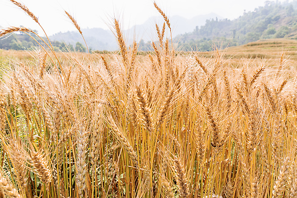 포토 JPG 해외이미지 식물 계절 음식 빵 줄기 백그라운드 밭 농업 자연 하늘 건조 옥수수 씨앗 사람없음 야외 초록색 파란색 농작물 햇빛 태양 농장 농경지 노란색 수확 성장 시골 황금 낟알 땅 시리얼 밀 유기농 보리 장면 밀짚 내추럴 밭일 숙성 호밀 해외포토 자연요소 웰빙 산업 컬러 곡류 짚 생태계 파일형식 이미지허브
