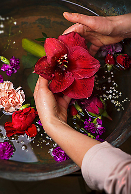 포토 JPG 해외이미지 손 꽃 들기 신체부위 뷰티 해외포토 식물 모션 사람 파일형식 이미지허브