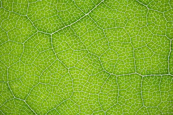 포토 JPG 해외이미지 나무 식물 디자인 계절 선 백그라운드 잎 패턴 자연 벽지 표면 추상 프레임 세포 사람없음 장식 초록색 빛 스마트폰 뷰티 환경 미국 봄 활발 성장 신선 닫기 보호 묘사 유기농 질감 생물학 정맥 내추럴 생태학 해외포토 웰빙 교육 컬러 컨셉 북아메리카 무늬 모션 핸드폰 스마트기기 생태계 혈관 파일형식 이미지허브