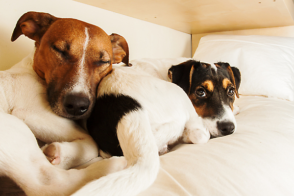 포토 JPG 해외이미지 두마리 휴식 실내 사람없음 눕기 귀여움 잠 개 편안함 잭러셀테리어 해외포토 컨셉 2 포유류 모션 내부 감각 테리어 파일형식 이미지허브
