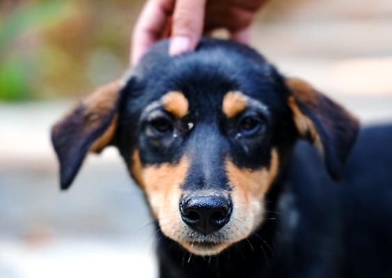 포토 JPG 해외이미지 동물 1 응시 공원 행복 얼굴 새끼 백그라운드 포유류 자연 털 사랑 사람 앉기 사람없음 야외 초록색 반려동물 뷰티 갈색 머리 검은색 우정 흰색 개 강아지 작음 테리어 송곳니 기르기 유래 해외포토 시선 공공시설 감정 컬러 모션 신체부위 친구 치아 크기 생태계 돌봄 파일형식 이미지허브