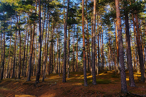 포토 JPG 해외이미지 나무 식물 계절 공원 유럽 길 여행 백그라운드 겨울 자연 아침 사람없음 야외 목재 초록색 빛 햇빛 태양 뷰티 환경 맑음 침묵 일몰 봄 소나무 숲 오솔길 속도 장면 침엽수 전나무 내추럴 삼림지대 가문비나무 해외포토 주간 자연요소 공공시설 나라 컬러 재료 날씨 노을 소리 생태계 파일형식 이미지허브