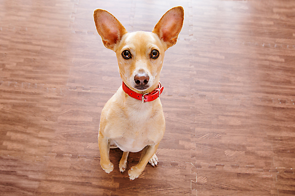 포토 JPG 해외이미지 동물 응시 교육 운동화 놀이 바닥 안내 주택 사랑 앉기 사람없음 반려동물 믿음 우정 산책 기차 환자 최고 가르침 기다림 유머 닫기 개 강아지 체벌 호기심 바둑 주인 경보 복종 신앙심 인내 충실 해외포토 시선 감정 육상교통 신발 컨셉 포유류 의학 모션 휴식 대중교통 건물 친구 파일형식 이미지허브