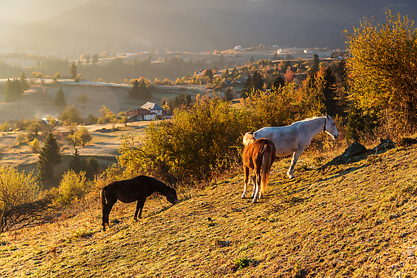 포토 JPG 해외이미지 동물 유럽 야생동물 백그라운드 밭 농업 포유류 자연 하늘 아침 산 잔디 사람없음 목재 초록색 빛 뷰티 농장 갈색 일출 환경 봄 목장 자유 안개 시골 승마 방목 갈기 불가리아 수평선 해외포토 주간 나무 식물 계절 나라 산업 스포츠 컬러 컨셉 재료 날씨 노을 축산업 생태계 파일형식 남유럽 이미지허브