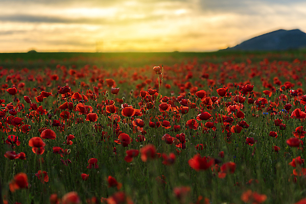 포토 JPG 해외이미지 계절 꽃 백그라운드 꽃무늬 밭 농업 자연 하늘 사람없음 야외 빨간색 초록색 빛 컬러풀 햇빛 태양 뷰티 노란색 일출 환경 맑음 일몰 봄 새벽 꿈 벚꽃 시골 신선 저녁 땅 장면 양귀비 내추럴 강렬 수평선 해외포토 자연요소 식물 산업 컬러 무늬 날씨 노을 야간 생태계 파일형식 이미지허브