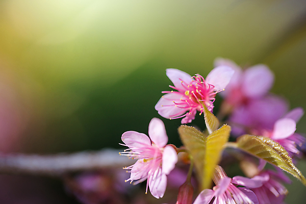 포토 JPG 해외이미지 나무 식물 계절 공원 꽃잎 꽃 도로 분홍색 여행 겨울 태국 자연 하늘 발렌타인데이 사랑 경사 사람없음 야외 목재 장식 파란색 컬러풀 정원 일본 봄 벚꽃 사찰 개화 체리 아치 장면 방법 해외포토 공공시설 감정 아시아 길 컬러 과일 재료 종교건축 교통시설 데이이벤트 생태계 파일형식 이미지허브