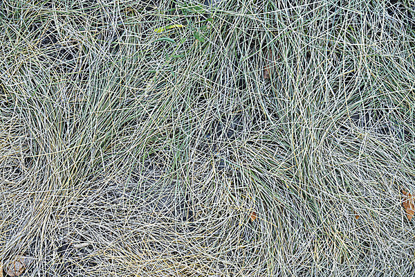 포토 JPG 해외이미지 계절 백그라운드 잎 꽃무늬 패턴 밭 오렌지 자연 벽지 프레임 잔디 사람없음 야외 초록색 빛 컬러풀 햇빛 뷰티 노란색 쌓기 평화 활발 수확 변화 황금 닫기 떨어짐 쓰레기 11월 가득함 서비스 질감 각도 전나무 10월 땅바닥 삼나무 해외포토 나무 식물 꽃 컬러 컨셉 무늬 농업 과일 모션 바닥 태양 날짜 생태계 파일형식 이미지허브