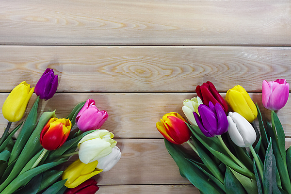 포토 JPG 해외이미지 식물 꽃잎 꽃 분홍색 꽃다발 꽃무늬 자연 부활절 선물 사람없음 빨간색 초록색 뷰티 노란색 보라색 봄 튤립 벚꽃 흰색 신선 다발 고립 해외포토 계절 기념일 컬러 무늬 생태계 파일형식 이미지허브