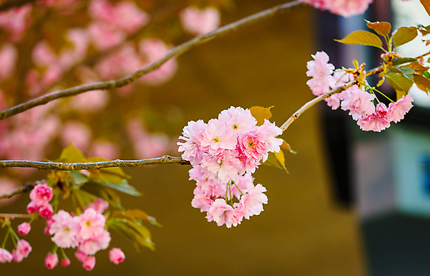포토 JPG 해외이미지 나무 식물 계절 꽃잎 꽃 분홍색 자연 하늘 친절 부활절 사람없음 파란색 컬러풀 정원 보라색 고요 봄 성장 벚꽃 흰색 나뭇가지 신선 개화 체리 순수 부드러움 프라하 목련 강렬 완벽 해외포토 기념일 컬러 컨셉 과일 감각 생태계 체코 파일형식 이미지허브