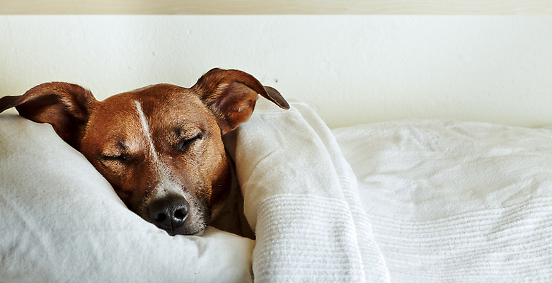 포토 JPG 해외이미지 한마리 휴식 실내 사람없음 눕기 귀여움 잠 개 편안함 덮기 잭러셀테리어 해외포토 1 컨셉 포유류 모션 내부 감각 테리어 파일형식 이미지허브