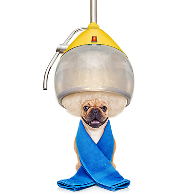 포토 JPG 해외이미지 동물 직업 헤어스타일 손 응시 건조 건강 사람없음 반려동물 뷰티 유행 상점 스파 흰색 화려 유머 개 드라이어 미용사 이발 자르기 가발 손질 불독 프랑스어 고립 돌봄 스타일리스트 스타일링 이발사 스타일 방식 해외포토 문자 시선 감정 컬러 컨셉 포유류 모션 신체부위 미용용품 파일형식 이미지허브