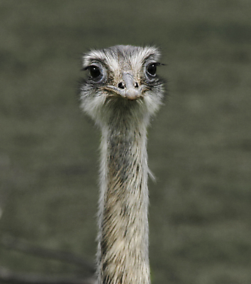 포토 JPG 해외이미지 동물 자연 조류 사람없음 달리기 회색 깃털 부리 타조 해외포토 컬러 모션 생태계 파일형식 이미지허브